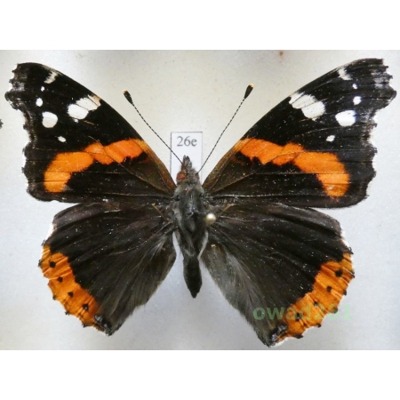 Vanessa atalanta (Linnaeus, 1758) Poland26e